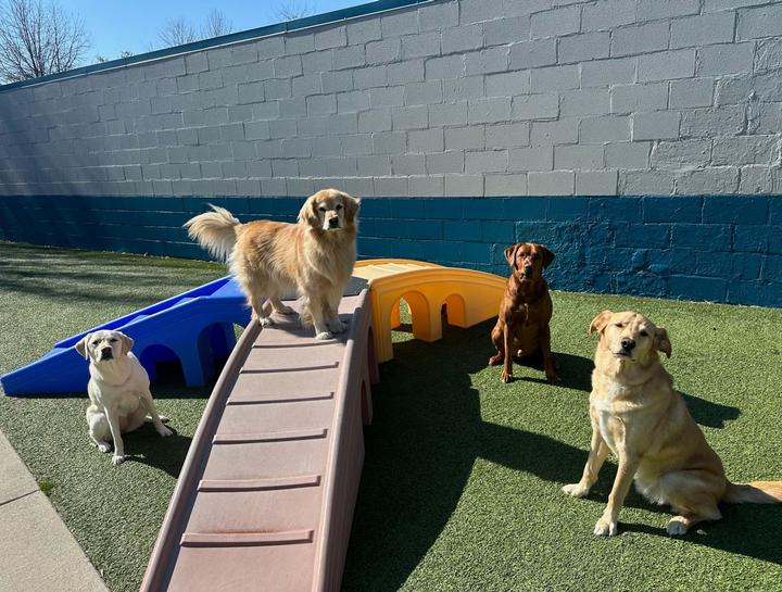 $City pet boarding